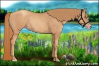 Horse Color:Gold Champagne Rabicano