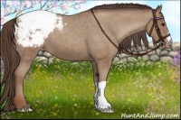 Horse Color:Classic Champagne Appaloosa 