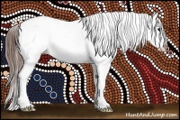 Horse Color:Brown Appaloosa 