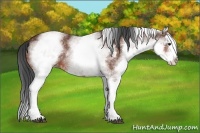 Horse Color:White Spotted Bay Splash 
