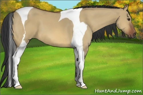 Horse Color:Bay Dun Tobiano