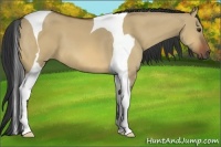 Horse Color:Bay Dun Tobiano 