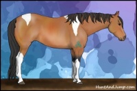 Horse Color:Bay Sabino Tobiano 