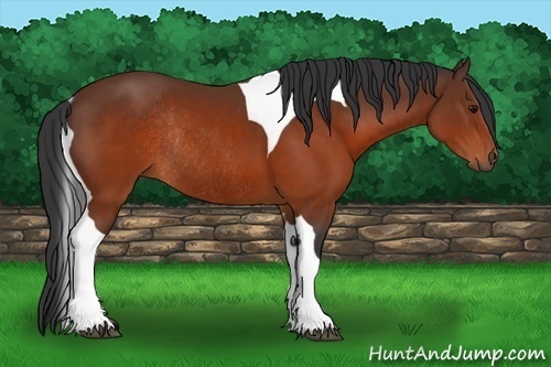 Horse Color:Brown Tobiano Rabicano