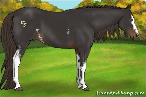 Horse Color:White Spotted Liver Chestnut 