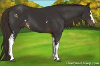 Horse Color:White Spotted Liver Chestnut