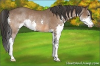 Horse Color:Bay Splash Rabicano