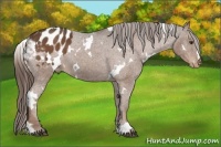 Horse Color:White Spotted Liver Chestnut Varnish