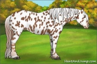 Horse Color:Chestnut Near Leopard