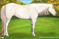 Horse Color:White Spotted Amber Cream Champagne Pearl