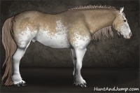 Horse Color:White Spotted Chocolate Palomino