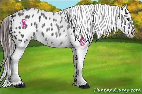 Horse Color:Black Appaloosa Rabicano 