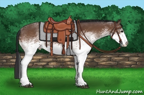 Horse Color:White Spotted Bay 