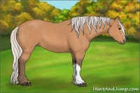 Horse Color:Silver Bay 