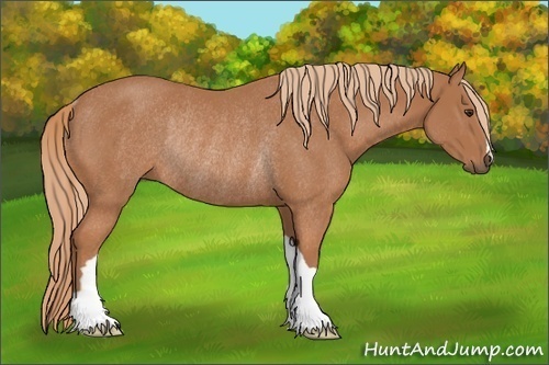 Horse Color:Chestnut Rabicano 