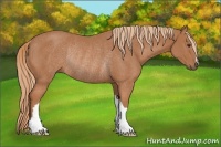 Horse Color:Chestnut Rabicano