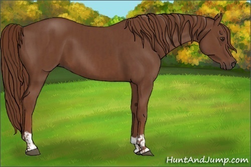 Horse Color:Chestnut and Chestnut