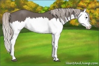 Horse Color:Silver Black Splash 