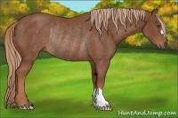 Horse Color:Chestnut Rabicano 