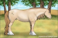 Horse Color:Gold Champagne Pearl