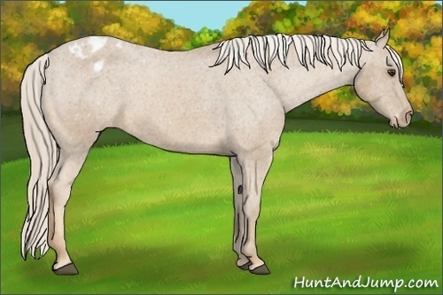 Horse Color:Palomino Appaloosa
