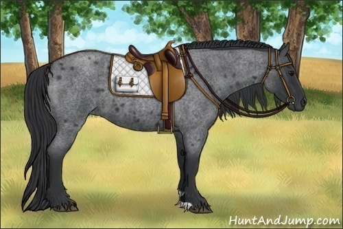 Horse Color:Blue Roan