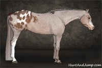 Horse Color:Liver Chestnut Appaloosa 