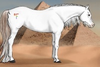Horse Color:Buckskin Roan Dun Appaloosa 
