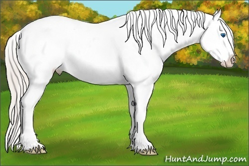 Horse Color:White Spotted Silver Black Splash Appaloosa  Brindle