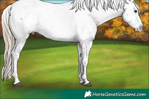 Horse Color:Liver Chestnut Appaloosa 
