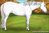 Horse Color:Liver Chestnut Appaloosa 