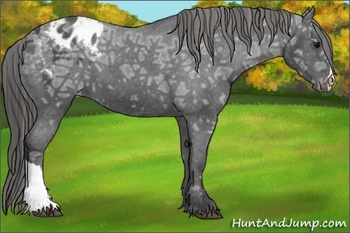 Horse Color:Smoky Black Ice Appaloosa 