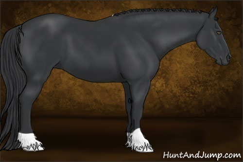 Horse Color:Black 