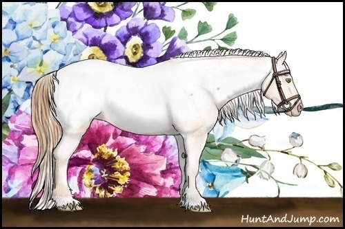 Horse Color:Gold Champagne Appaloosa 