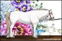 Horse Color:Gold Champagne Appaloosa 