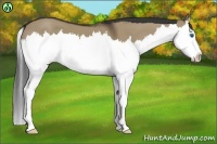 Horse Color:Brown Dun Splash