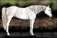 Horse Color:White Spotted Chestnut Splash 