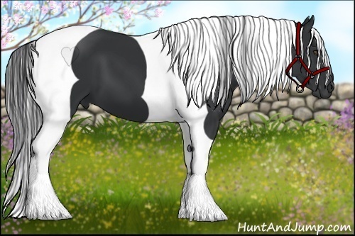 Horse Color:Black Tobiano