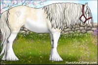 Horse Color:White Spotted Gold Cream Champagne Splash Rabicano 