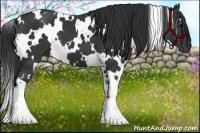 Horse Color:White Spotted Black