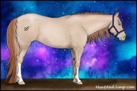 Horse Color:Buckskin Pearl Sabino Tobiano