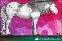 Horse Color:White Spotted Black Chinchilla Splash Blanket 