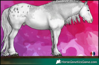 Horse Color:White Spotted Black Chinchilla Splash Appaloosa