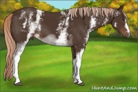 Horse Color:White Spotted Liver Chestnut 