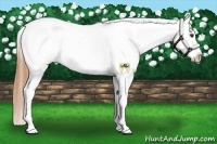 Horse Color:Buckskin Dun Tobiano Varnish 