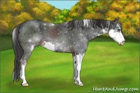 Horse Color:Liver Chestnut Sabino