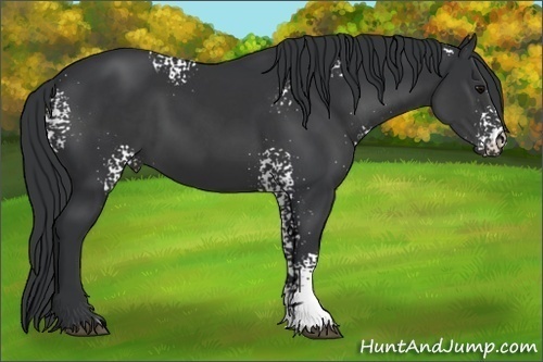 Horse Color:White Spotted Black 