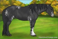 Horse Color:White Spotted Black