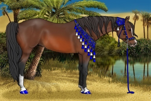 Horse Color:Bay Sabino 