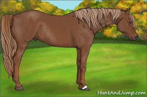 Horse Color:Chestnut Rabicano
